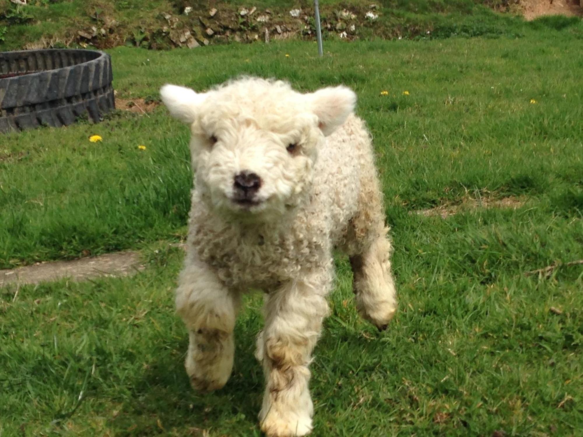 Rivendell Farm By Wigwam Holidays Carmarthen Exteriér fotografie
